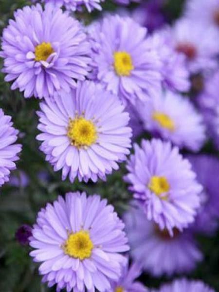 Aster nain 'Barbados'