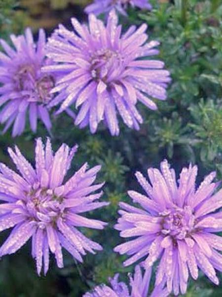 Aster nain 'Gaïa'