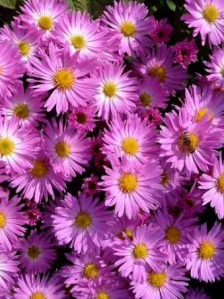 Aster nain 'Herbstgruss vom Bresrhof'