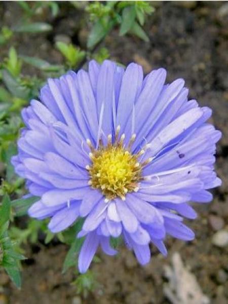 Aster nain 'Herbstpurzel'