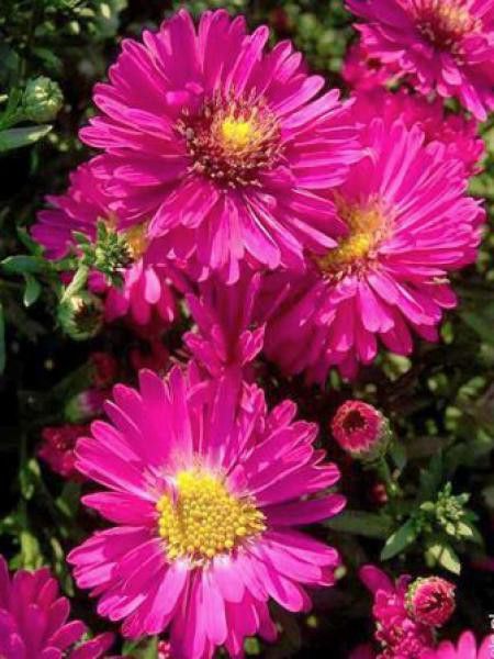 Aster nain 'Kassel'