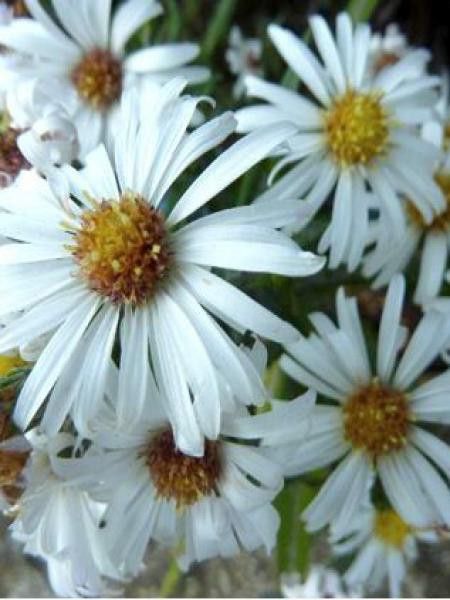 Aster nain 'Kristina'