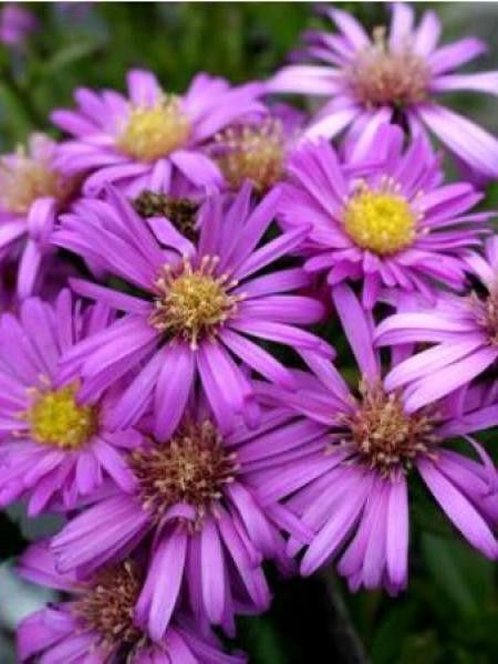 Aster nain 'Nesthäkchen'