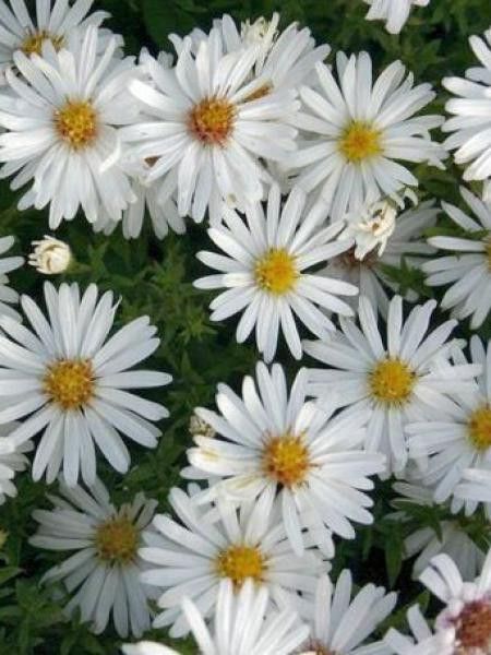 Aster nain 'Niobe'