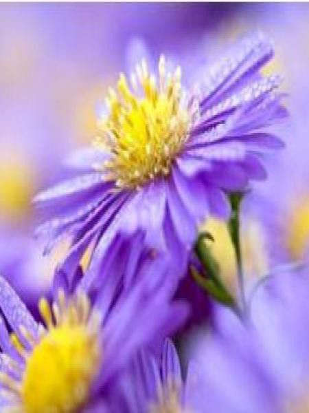 Aster nain 'Pilou'