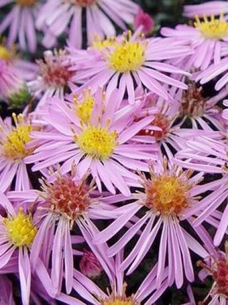 Aster nain 'Rozika'
