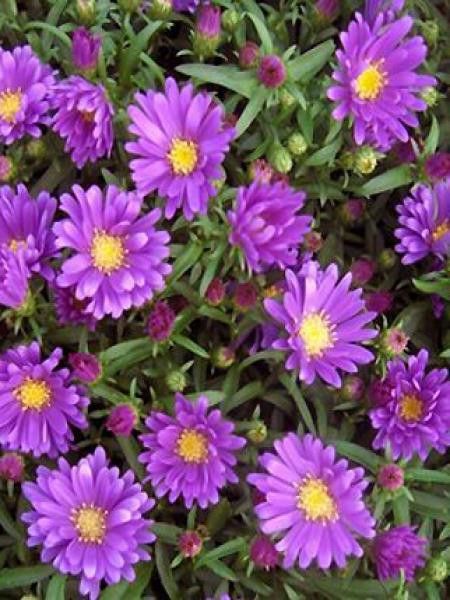Aster nain 'Samoa'