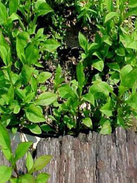 Aster nain 'Schneekissen'