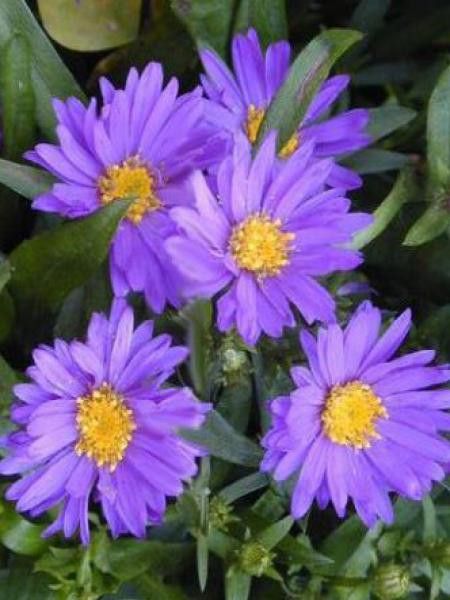Aster nain 'Tonga'