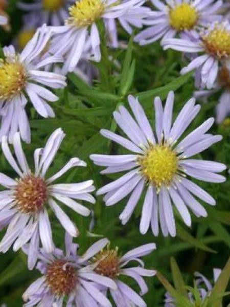 Aster nain 'Zwergenhimmel'