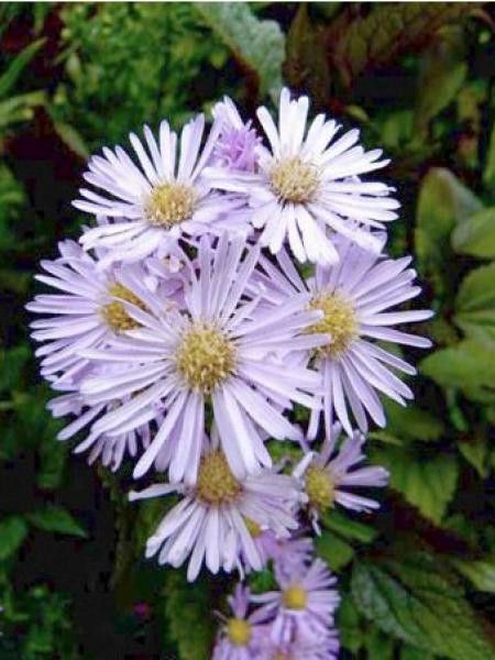 Aster 'Ochtendgloren'