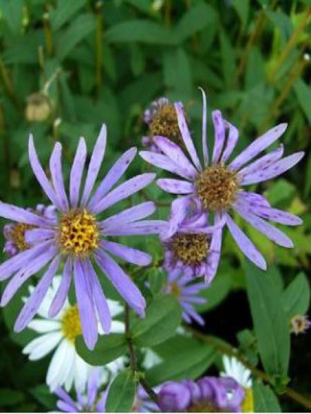 Aster radula 