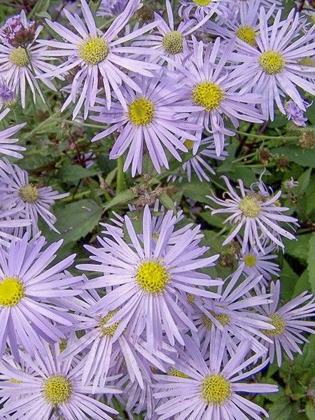 Aster turbinellus