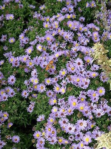 Aster 'Wood's Light Blue'