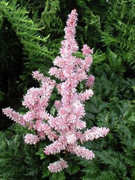 Astilbe à feuilles crispées 'Perkeo'