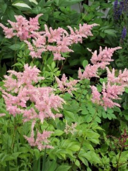 Astilbe à feuilles simples 'Bronze Elegans'