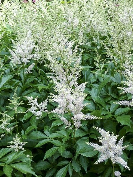 Astilbe à feuilles simples 'Darwin's Snow Sprite'