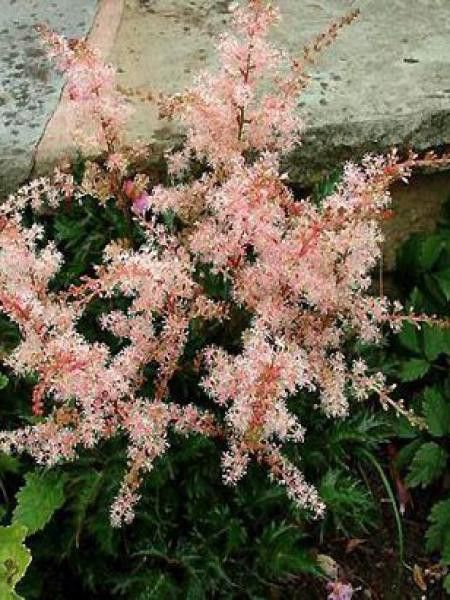 Astilbe à feuilles simples 'Inshriach Pink'