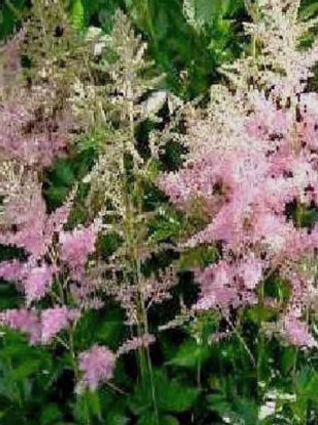 Astilbe à feuilles simples 'Sprite'