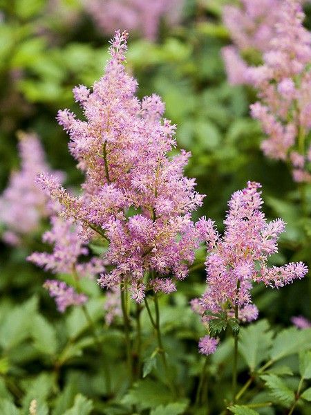 Astilbe d'Arends 'Amerika'