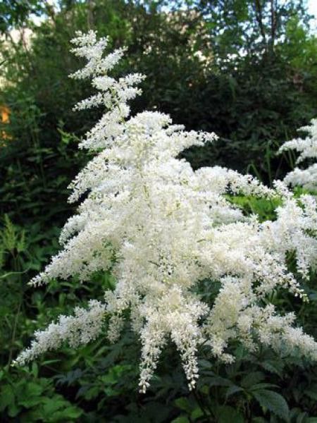 Astilbe d'Arends 'Brautschleier'
