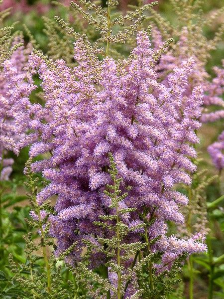 Astilbe d'Arends 'Hyacinth'
