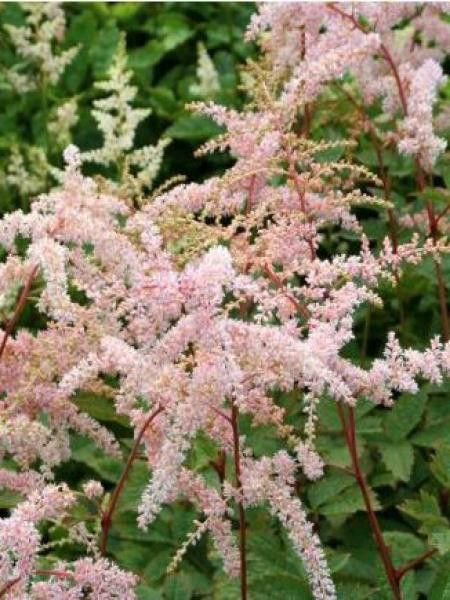 Astilbe de Chine 'Betsy Cuperus'