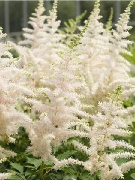 Astilbe de Chine 'Milk and Honey''