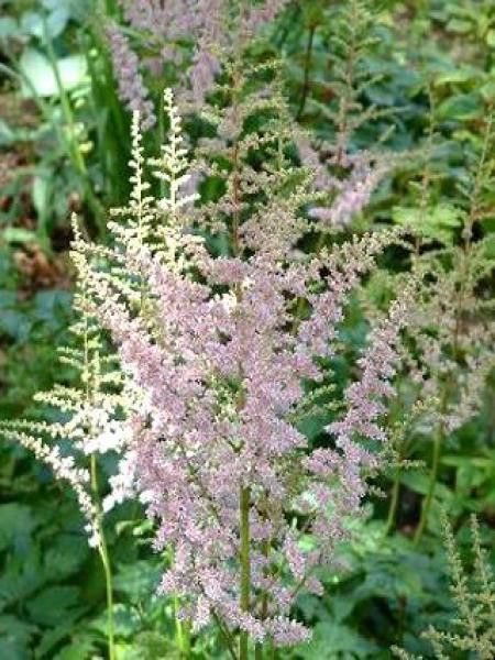 Astilbe de Chine 'Moerheimii'