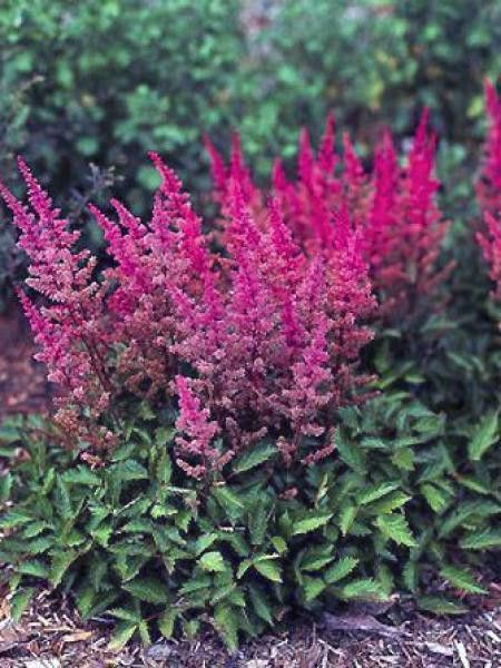 Astilbe de Chine 'Veronica Close'
