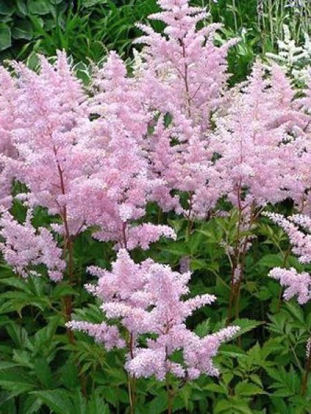 Astilbe du Japon 'Europa'