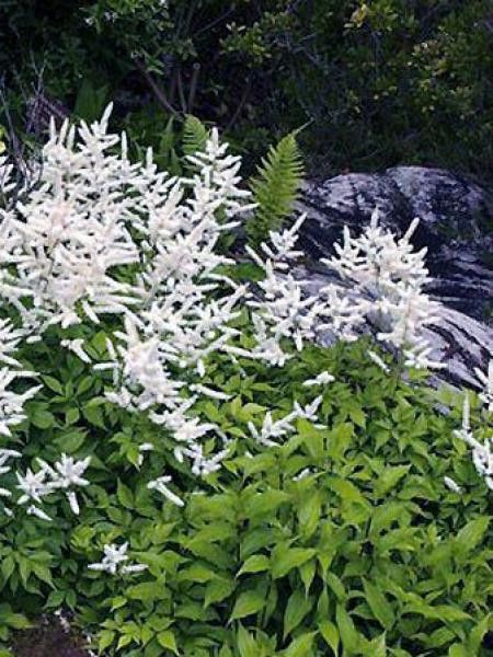 Astilbe du Japon 'Gladstone'