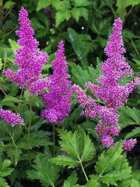 Astilbe du Japon 'Mainz'