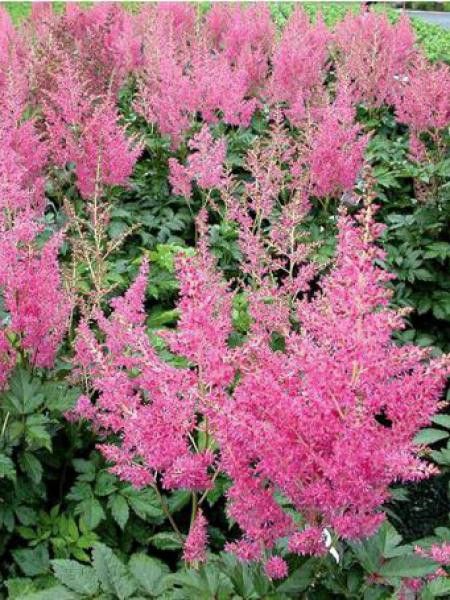 Astilbe du Japon 'Rheinland'