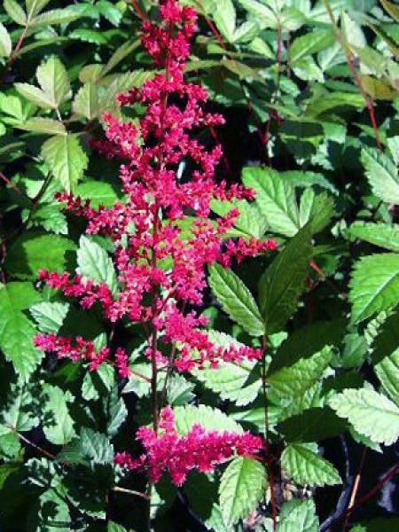 Astilbe du Japon 'Vesuvius'