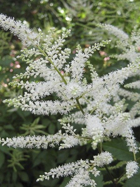 Astilbe du Japon 'Washington'