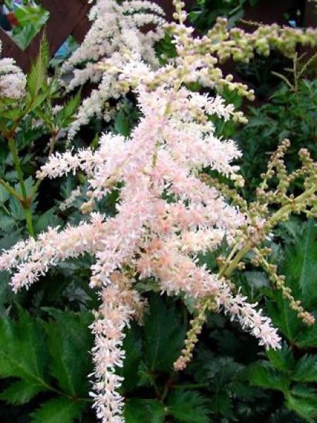 Astilbe 'Pink Lightning'