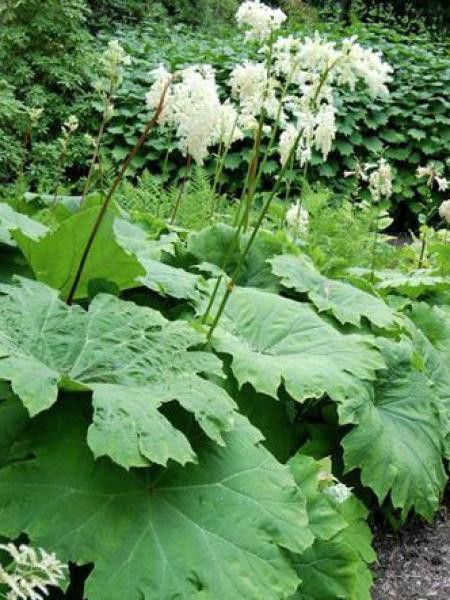 Astilboides tabularis 