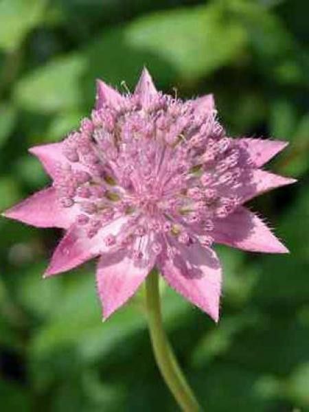 Astrance à feuilles d'hellebore 'Rosea'
