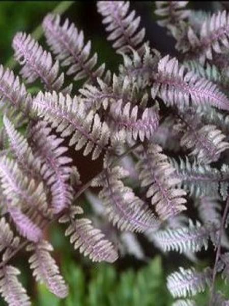 Athyrium niponicum 'Burgundy Lace'