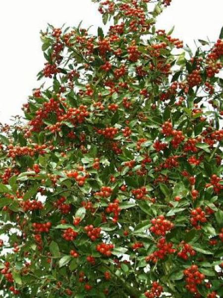 Aubépine 'Carrierei'