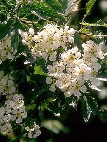 Aubépine, épine blanche