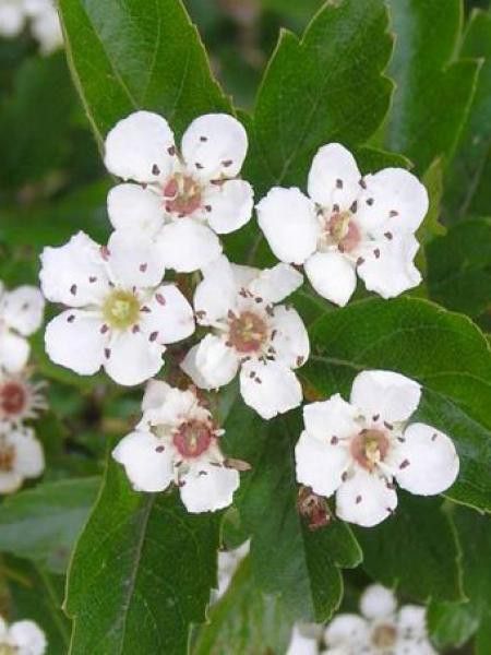 Aubépine rignonensis