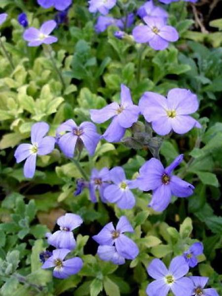 Aubriète '-bleu-'