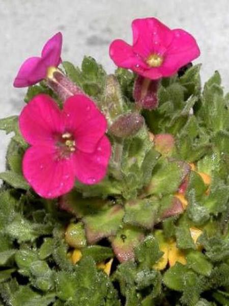 Aubriète 'Bressingham Red'