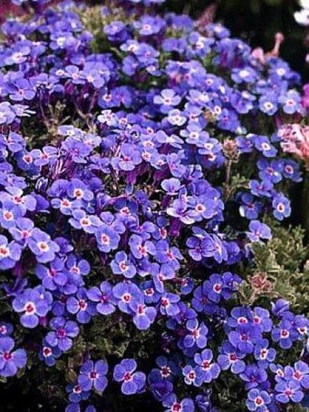 Aubriète 'Cascade Blue'
