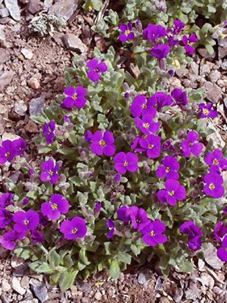 Aubriète 'Cascade Purple'
