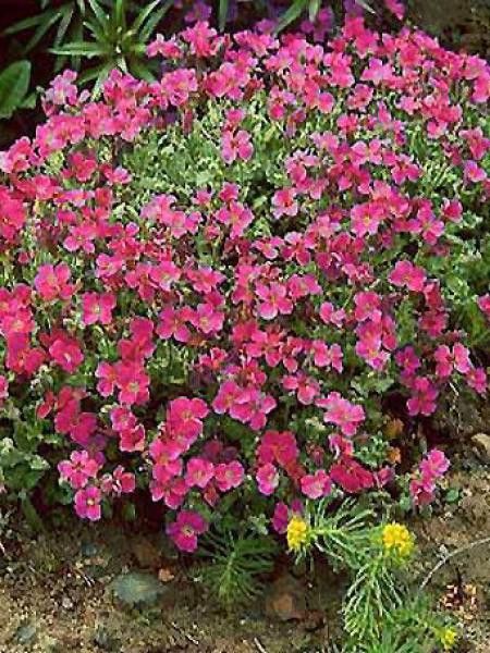 Aubriète 'Cascade Red'