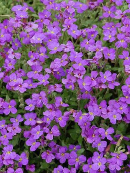 Aubriète deltoides '-violet-'