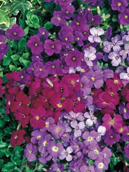 Aubriète en mélange